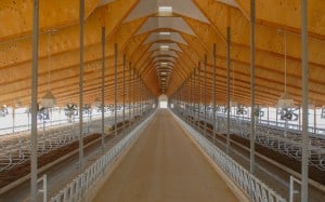 Statz_Freestall_Interior_1-1 Statz_Freestall_Interior_1-1