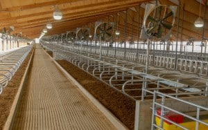 Statz_Freestall_Interior_2-1 Statz_Freestall_Interior_2-1