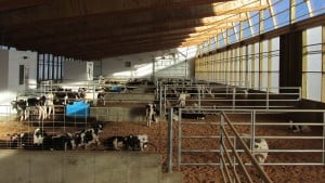 Chapman-Farms-3