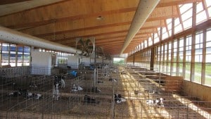 Chapman-Farms-4