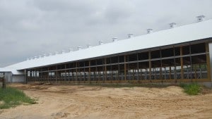 Chapman-Freestall-4