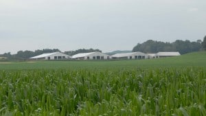 Chapman-Freestall-5