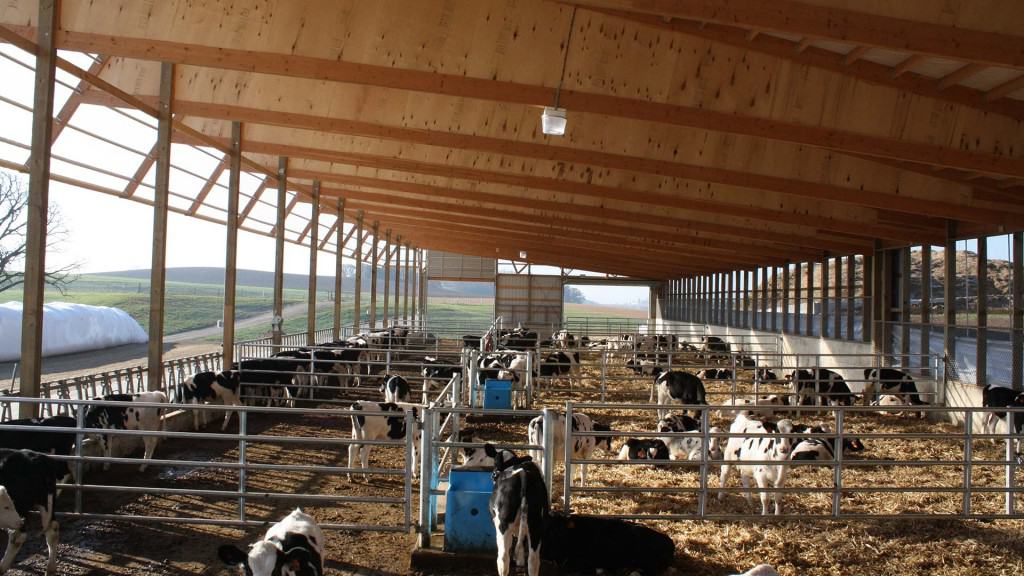 Ripp-Dairy-Valley-3