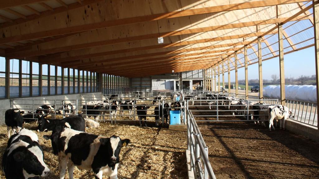Ripp-Dairy-Valley-4